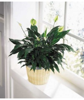 Peace and Serenity Planter